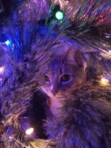 my 3rd cat Sabrina hanging out by the 4' yule tree in 2025